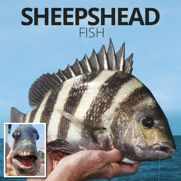 Catching sheepshead — or 'convict fish' — can be tricky