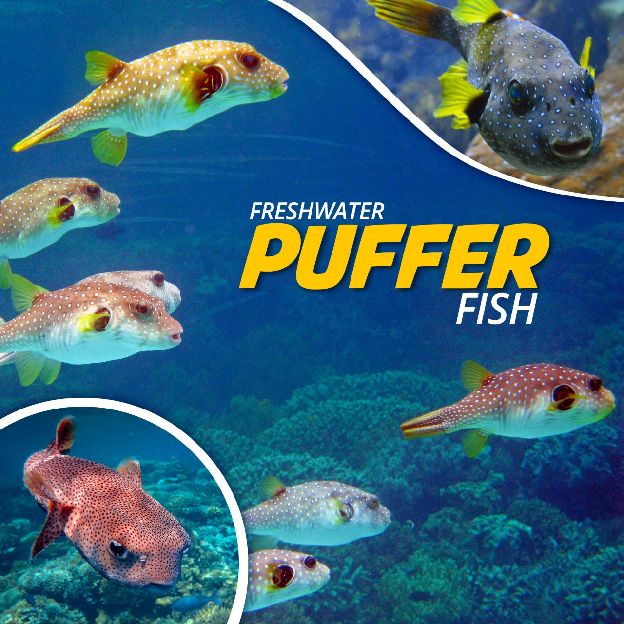 Freshwater Puffer Fish - Fishing Nice