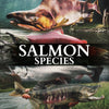 Salmon Species