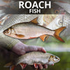 Roach Fish
