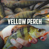 American Yellow Perch