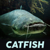 Catfish fishing