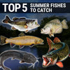 Fishing nice Top 5 Summer Fishes to catch