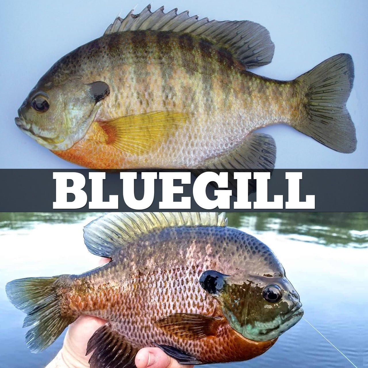 Bluegill - Fishing Nice