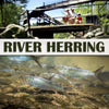 River Herring - Alewife