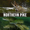 The Agressive Predator - Northern Pike