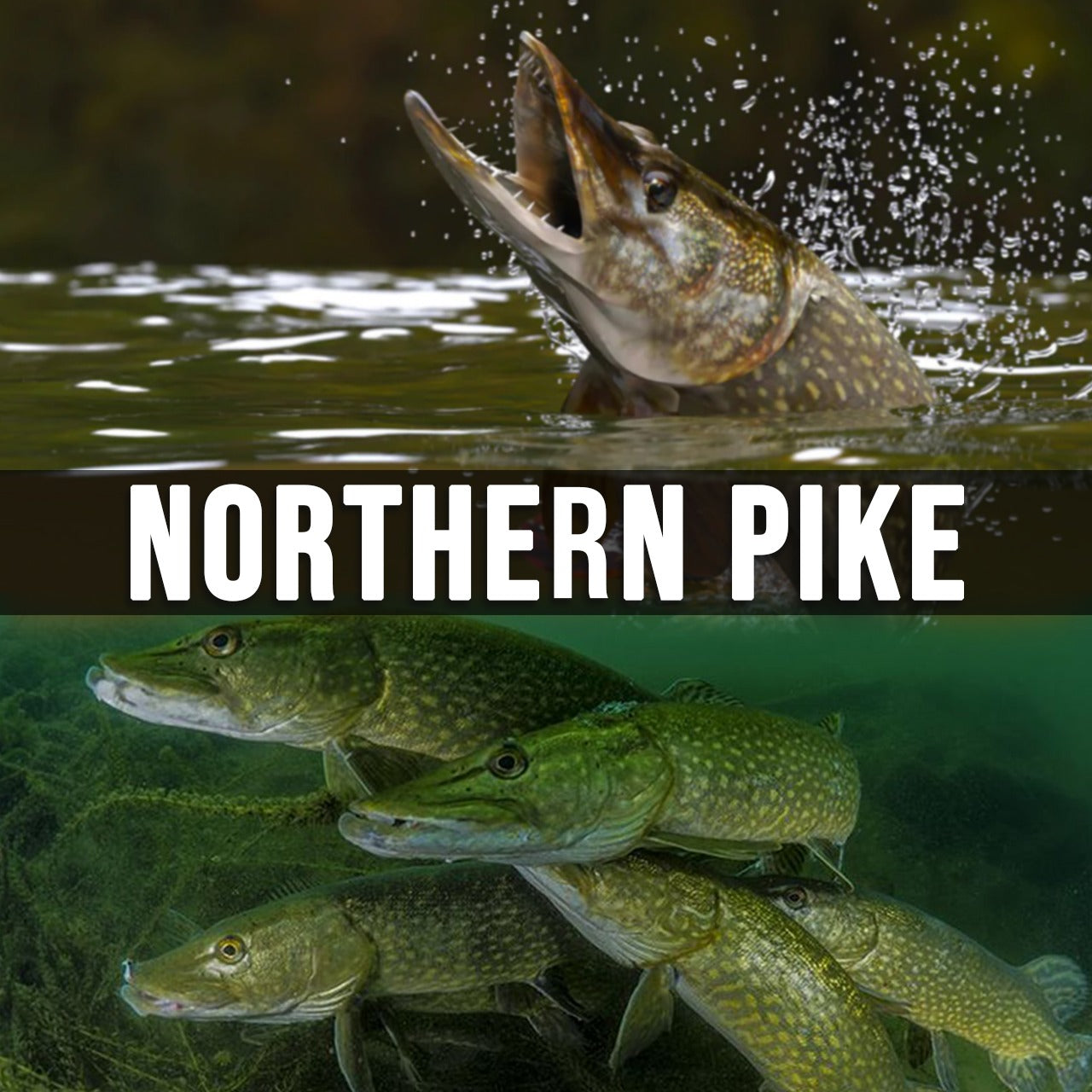 The Agressive Predator - Northern Pike - Fishing Nice