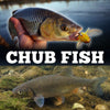 Chub Fish