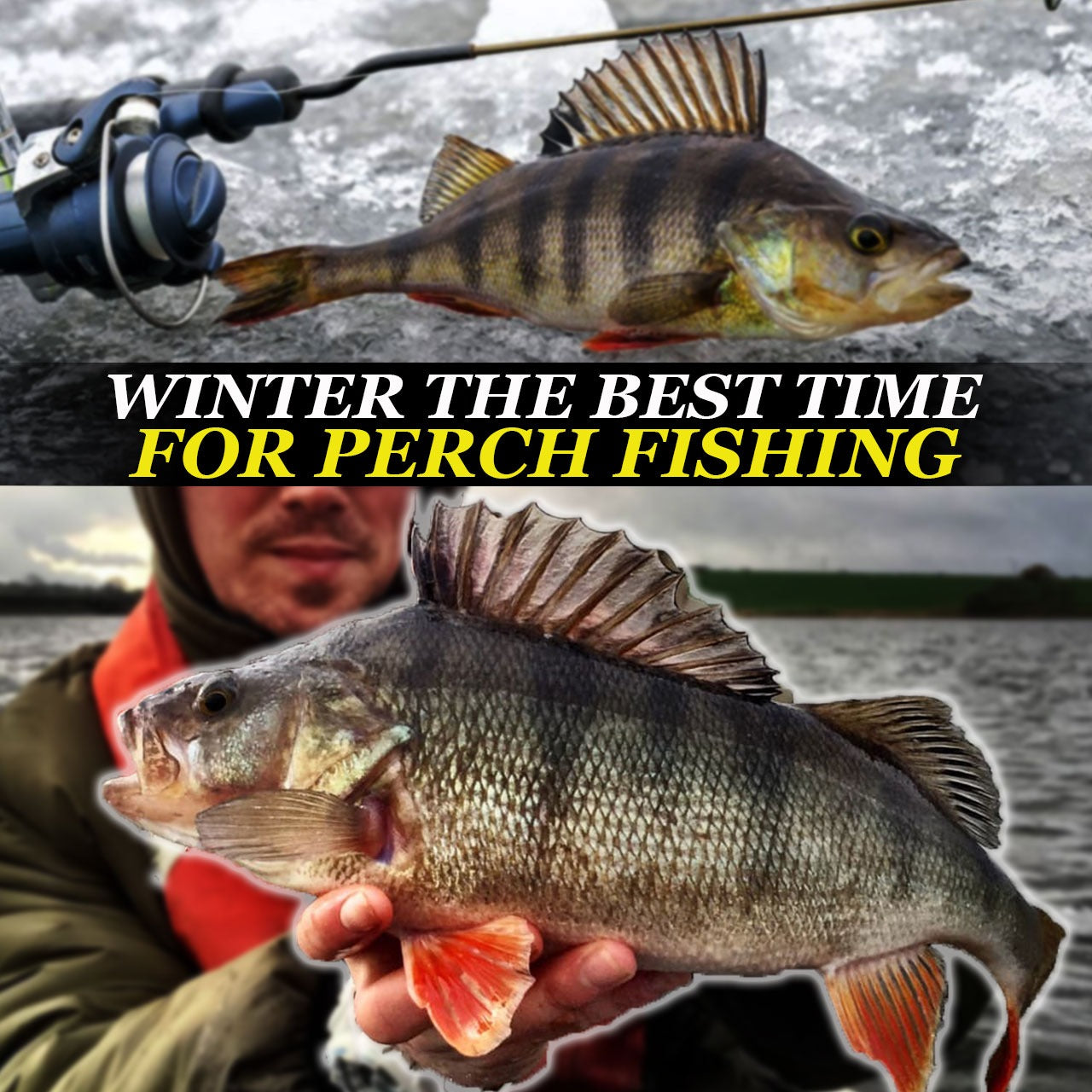 Winter The Best Time for Perch Fishing - Fishing Nice