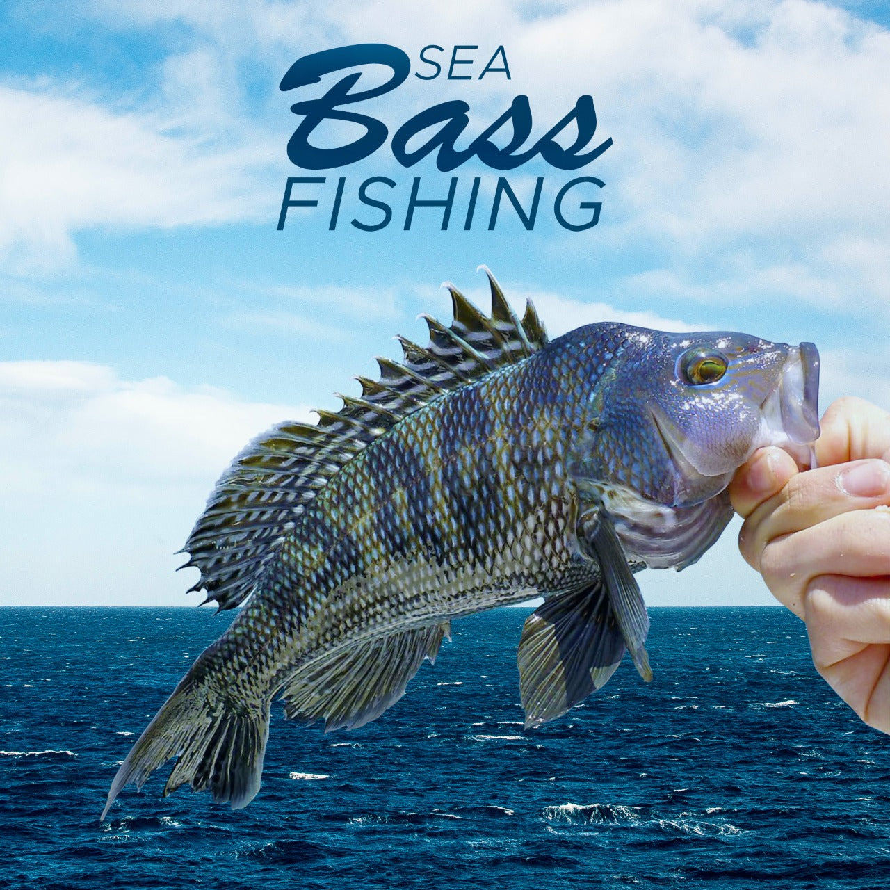 Get Ready For Sea Bass Fishing - Fishing Nice