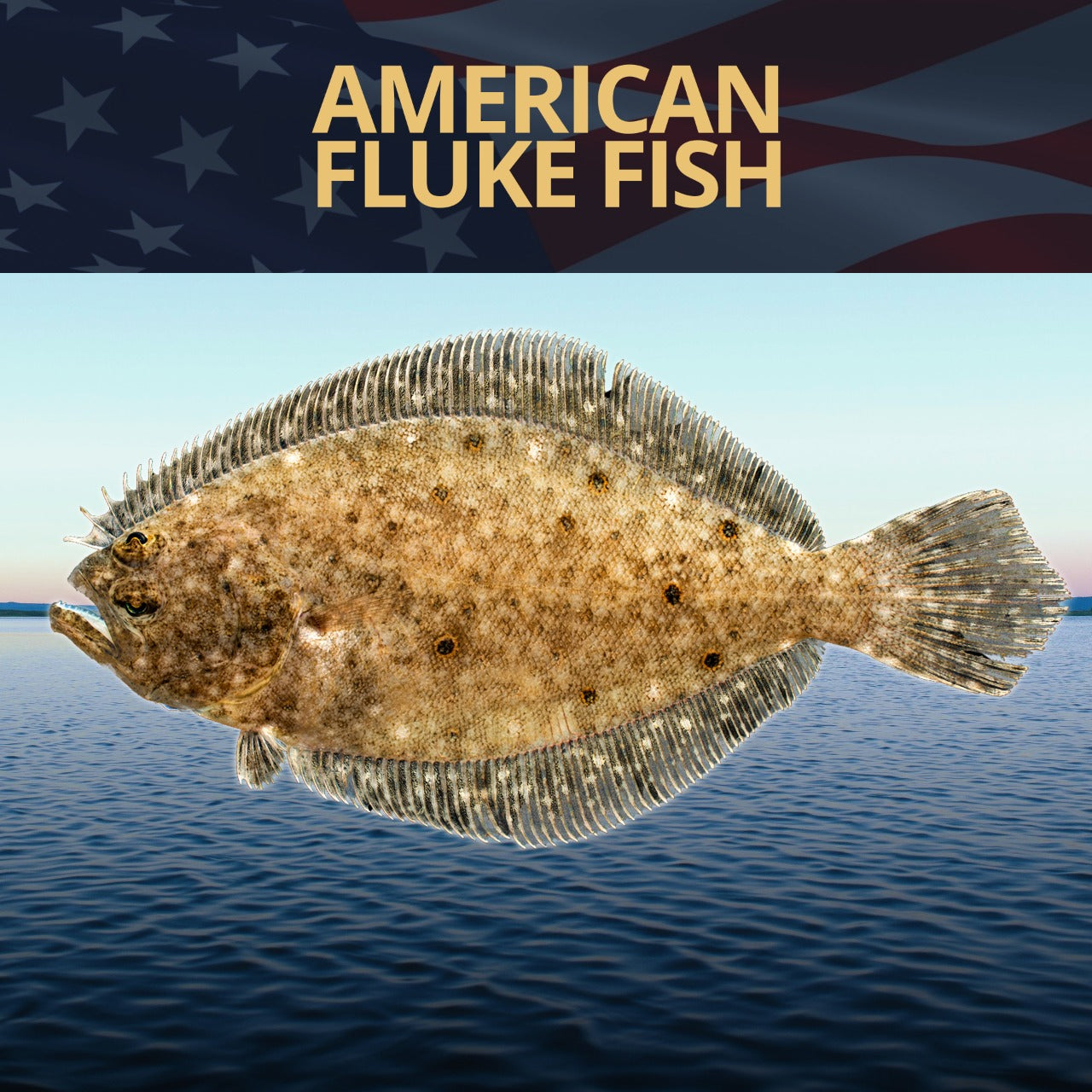American's Favorite Fluke Fish - Fishing Nice