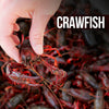 CrawFish