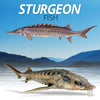 Long-lived Bony Fish~Sturgeon