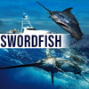 Swordfish-Largest Predator of Ocean